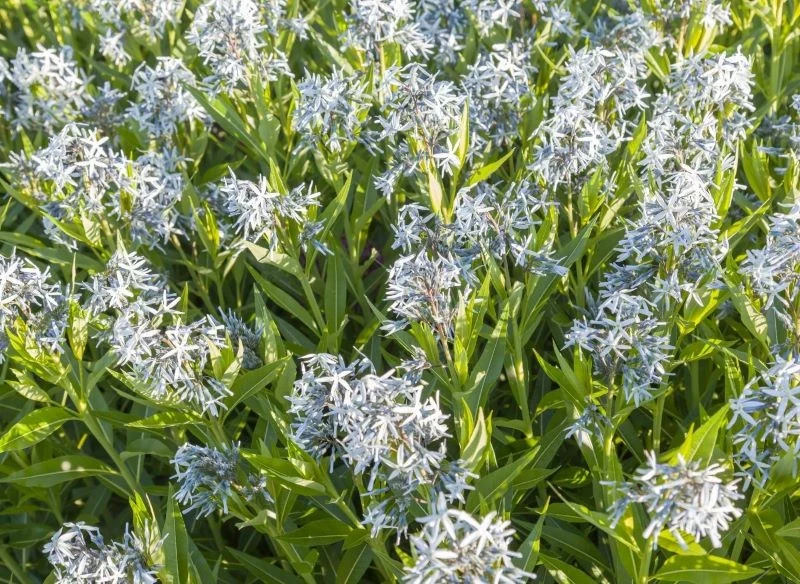 Powiewające na wietrze kwiatostany amzonii nadreńskiej są niezwykle urokliwe