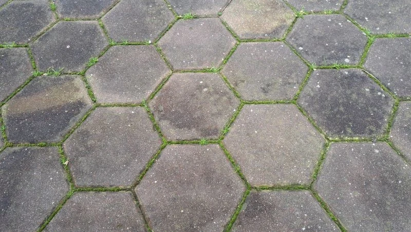 Mech najlepiej rośnie na kostce brukowej znajdującej się w cieniu