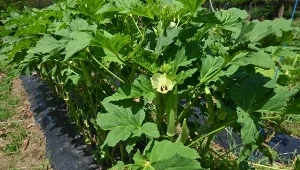 Okra to smaczne i zdrowe warzywo, które w Polsce jest mało znane.