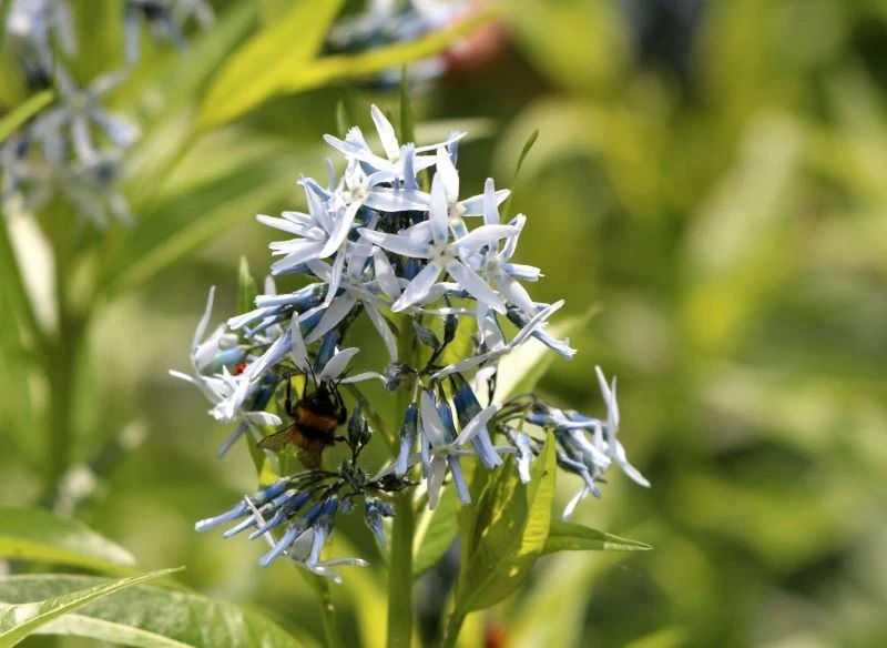 Wszystkie odmiany amzonii przyciągają do ogrodu zapylacze
