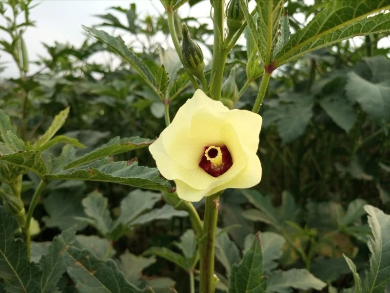 Okra to nie tylko warzywo, lecz także roślina ozdobna