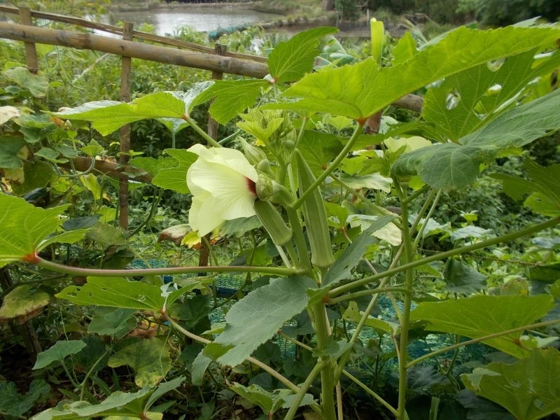 Owoce okry przypominają w smaku cukinię lub fasolkę szparagową