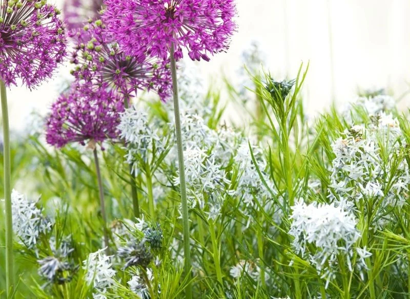 Amzonia nadreńska pięknie wygląda w towarzystwie czosnku ozdobnego