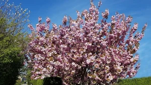 Wiśnia piłkowana – drzewo z rodziny różowatych może być filigranowe, w sam raz na mini patio lub naprawdę olbrzymie. Wszystko zależy od odmiany i prowadzenia.