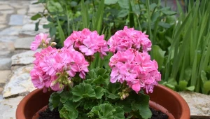 Stosuj od kwietnia. Po takiej odżywce pelargonie będą miały wysyp kwiatów