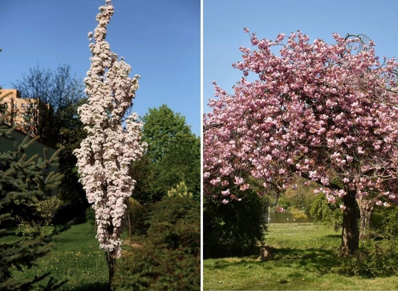 Niektóre odmiany można prowadzić wąska i wysoko, inne to prawdziwe giganty - podobnie kwiaty na nich mogą być drobne lub wielkości połowy dłoni