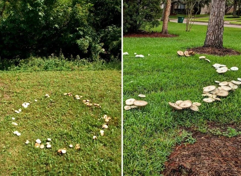 Pojawienie się widocznych gołym okiem kapeluszników na trawniku to nie tragedia, choć daleko mu do wymarzonej estetyki - dowiedz się, jak zwalczyć ...
