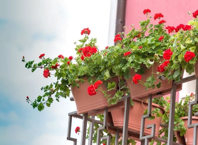 Pelargonie to jedne z najchętniej wybieranych kwiatów balkonowych