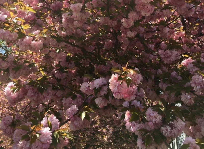 Taki widok będzie niezastąpioną dekoracją każdego ogrodu, zwłaszcza że nie kosztuje wiele pracy - z uprawą wiśni bez trudu sobie poradzisz