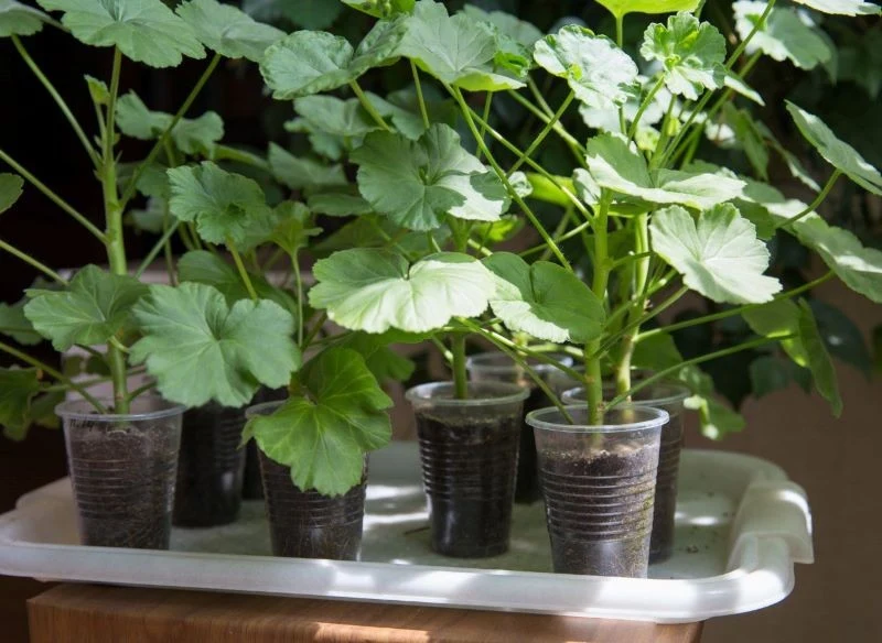 Pelargonie warto nawozić już od kwietnia