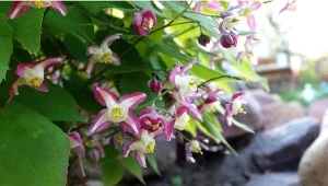 Epimedium warlejskie ma niewielkie wymagania, liście zmieniają barwę według pór roku. Aleksandra Proshina/CanvaPrco