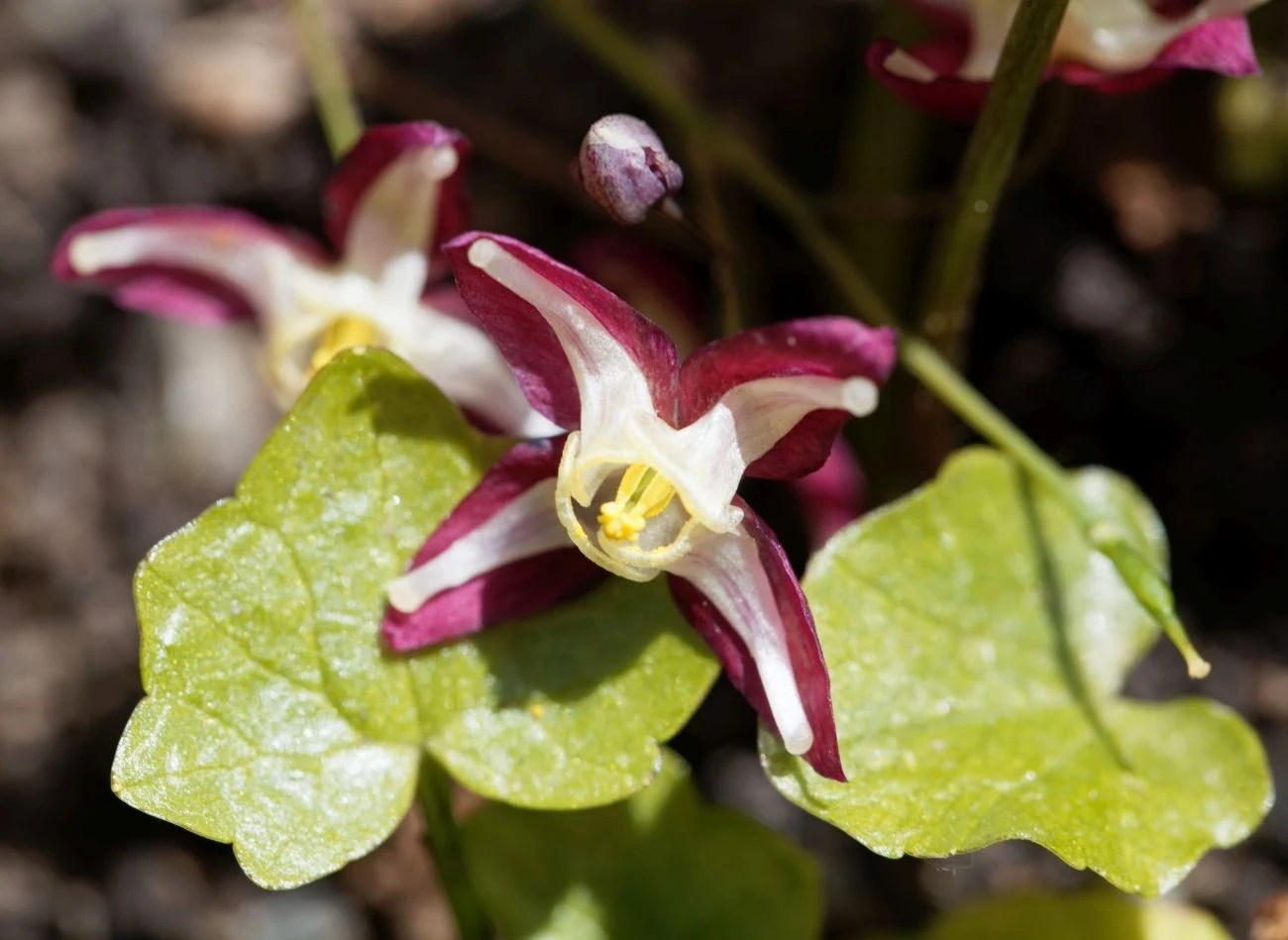 Kwiaty epimedium warlijskiego są wyjątkowo zdobne