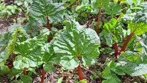 Rabarbar będzie miał grube i mięsiste łodygi, jeśli wiosną dostanie odpowiedni nawóz./Deccoria.pl