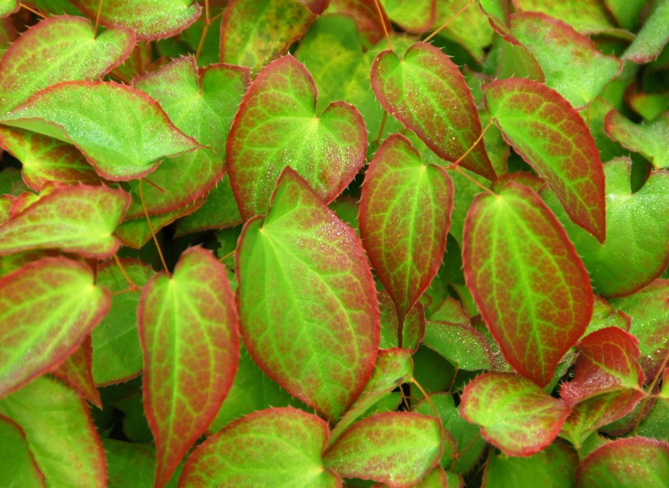 Największą zaletą epimedium warlejskiego są liście, które zmieniają kolor