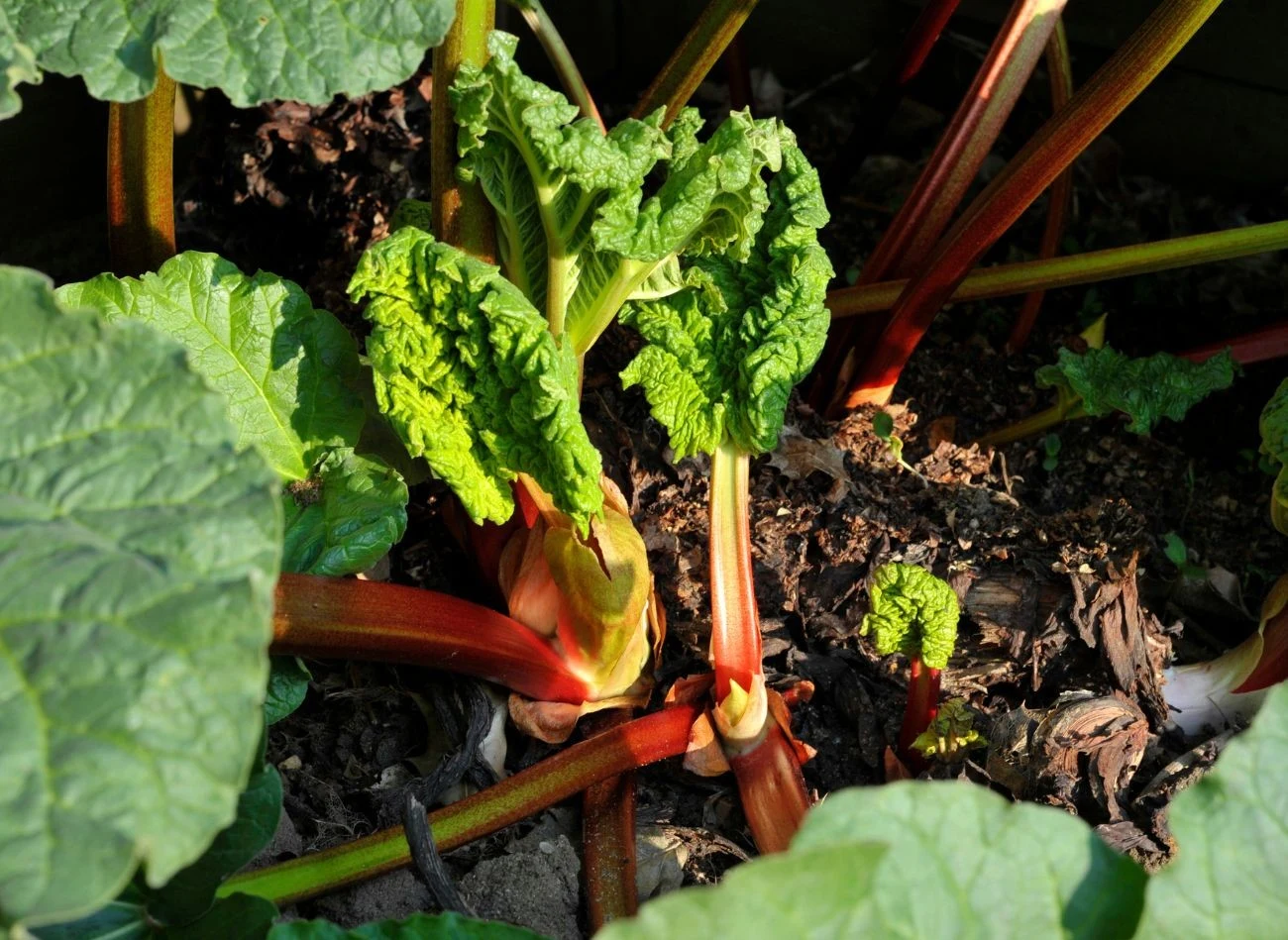 Rabarbar jest rośliną wieloletnią