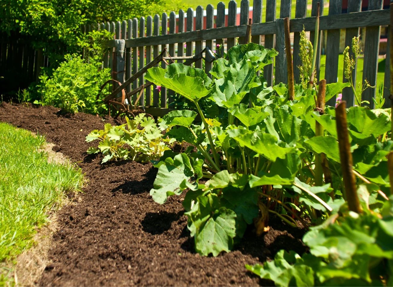 W okresie największego wzrostu rabarbar potrzebuje dużo wody