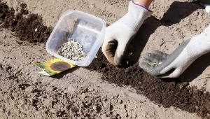 Słonecznik uprawia się z bezpośredniego siewu do gruntu lub z rozsady.