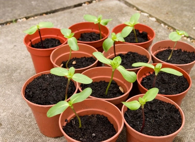 Nasiona słonecznika wysiewa się zwykle na przełomie kwietnia i maja
