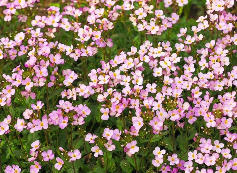 Gęsiówka kaukaska cudownie kwitnie