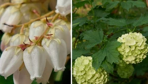 W ogrodzie warto posadzić kiścień wawrzynowy i kalinę koralową. Ich kwiaty długo zachwycają.  Fot. sacscoly/seven75/CanvaPro