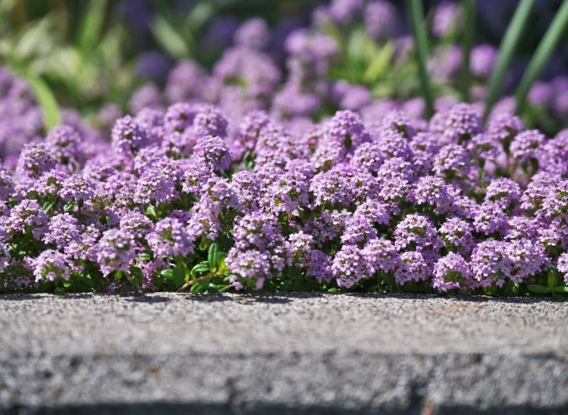 Macierzanka piaskowa wymaga słonecznego stanowiska