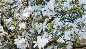 Jak wygląda magnolia gwieździsta i jak szybko rośnie? To biały, rozłożysty krzew, który już w kwietniu jest cały skąpany w bieli niezliczonych płatków.