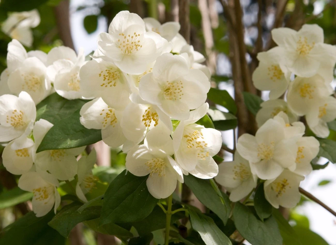 Jaśminowiec wonny często bywa mylony z jaśminem
