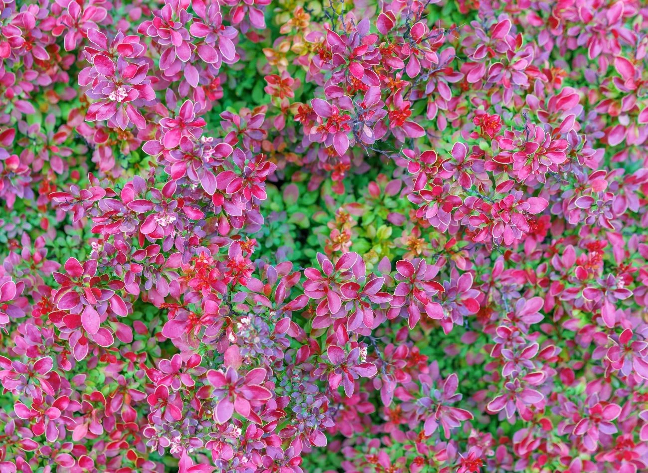 Jeśli chodzi o kolor liści, berberys Thunberga nie ma sobie rówych