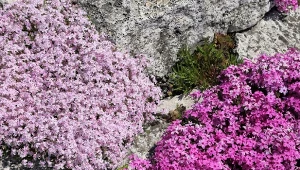Sprawdź, jakie rośliny kwitnące posadzić na skalniaku.