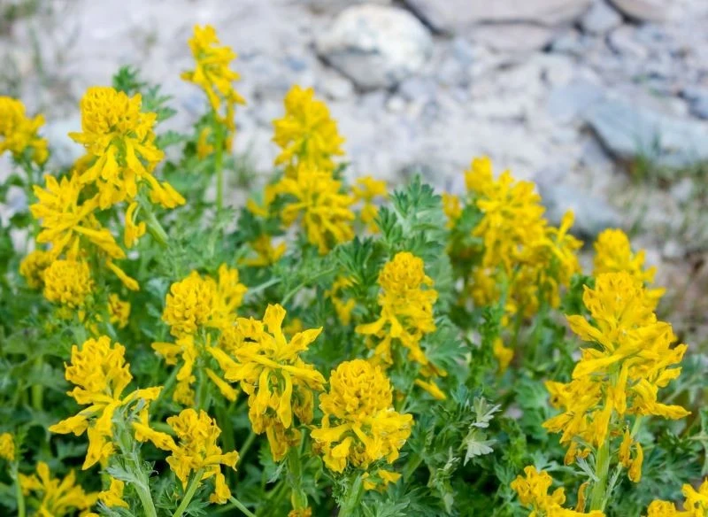 Kokorycz żółta zachwyca intensywnie wybarwionymi kwiatami