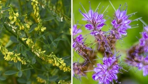 Koniecznie posadź w ogrodzie. Mają zbawienny wpływ na inne rośliny, poprawiają stan gleby