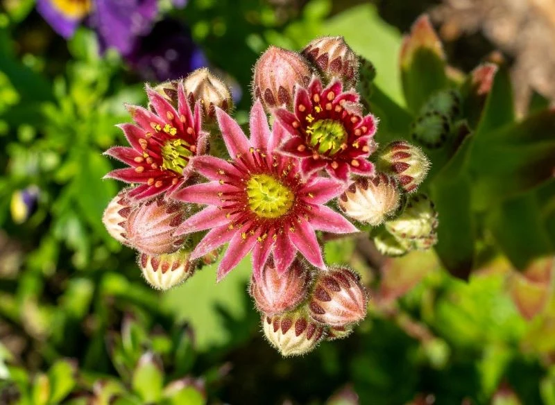 Ciekawe kwiaty rojnika górskiego przykuwają uwagę