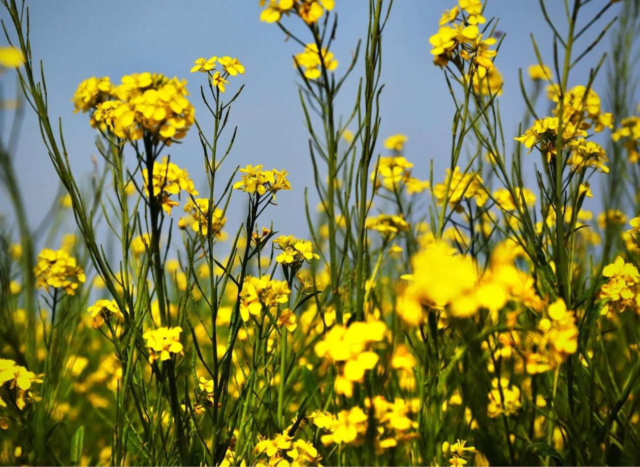 Gorczyca pomaga zwalczać m