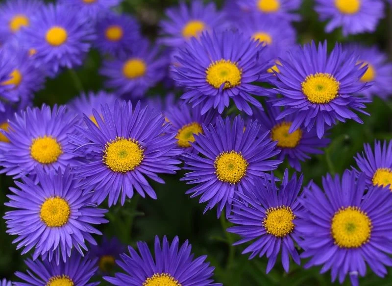 Aster alpejski jest świetnym wyborem na skalniak