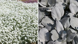 rogownica kutnerowata pokrywa rabaty kwietnym dywanem, znakiem rozpoznawczym starca srebrnolistnego są liście. Fot. fotolinchen/seven75/CanvaPro