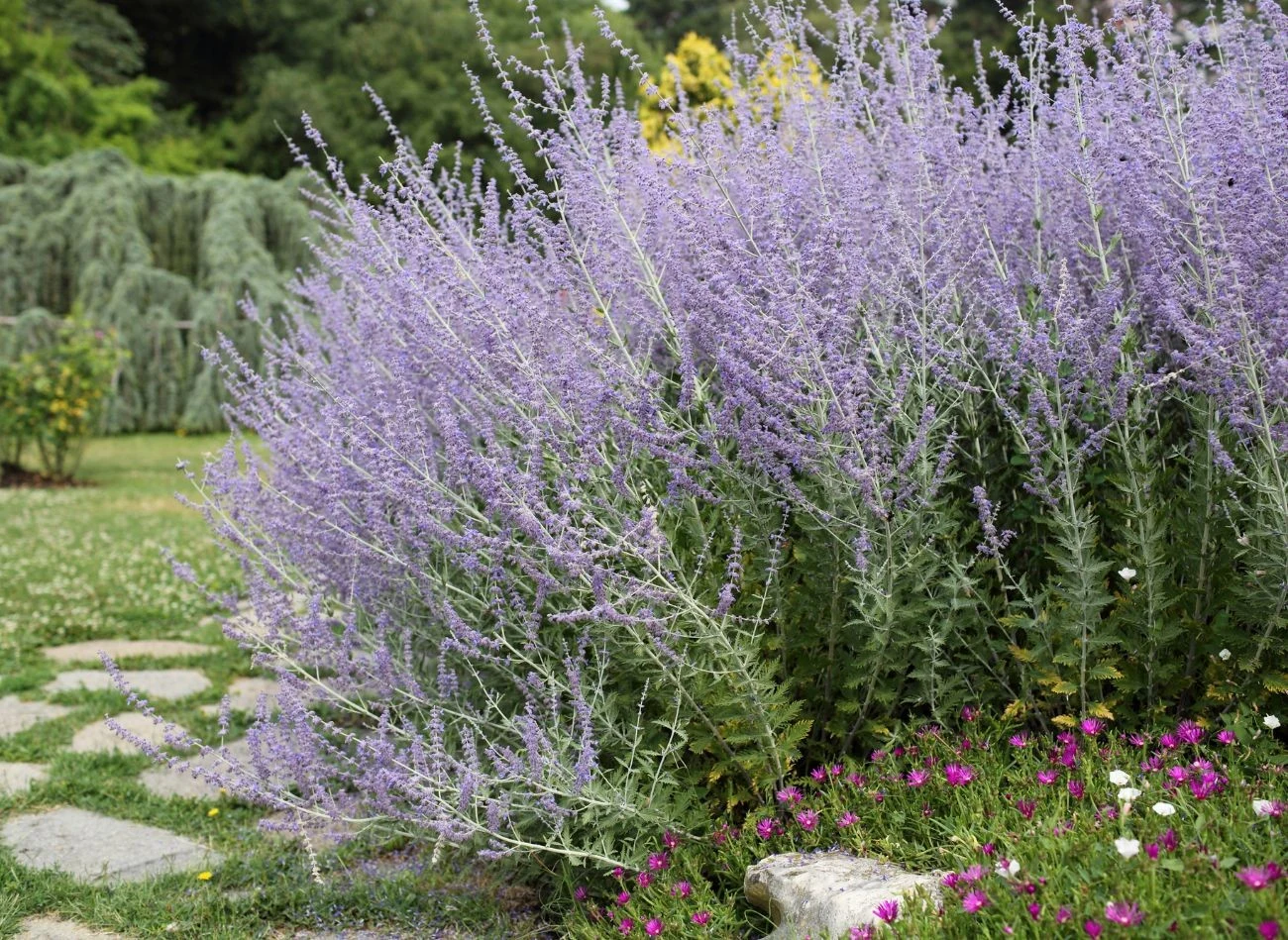 Perowskia łobodolistna obficie kwitnienie, ma srebrzystą barwę pędów i bardzo intensywny zapach