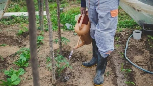 Amerykanie stosują te tabletki przy sadzeniu warzyw i do użyźniania gleby. Najlepiej działają na pomidory
