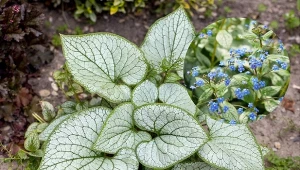 Brunnera wielkolistna 'Jack Frost' - bylina do cienia, która doda blasku skrywanym w ciemnych zakątkach ogrodu rabatom. Fot. skymoon13/wjarek/CanvaPro
