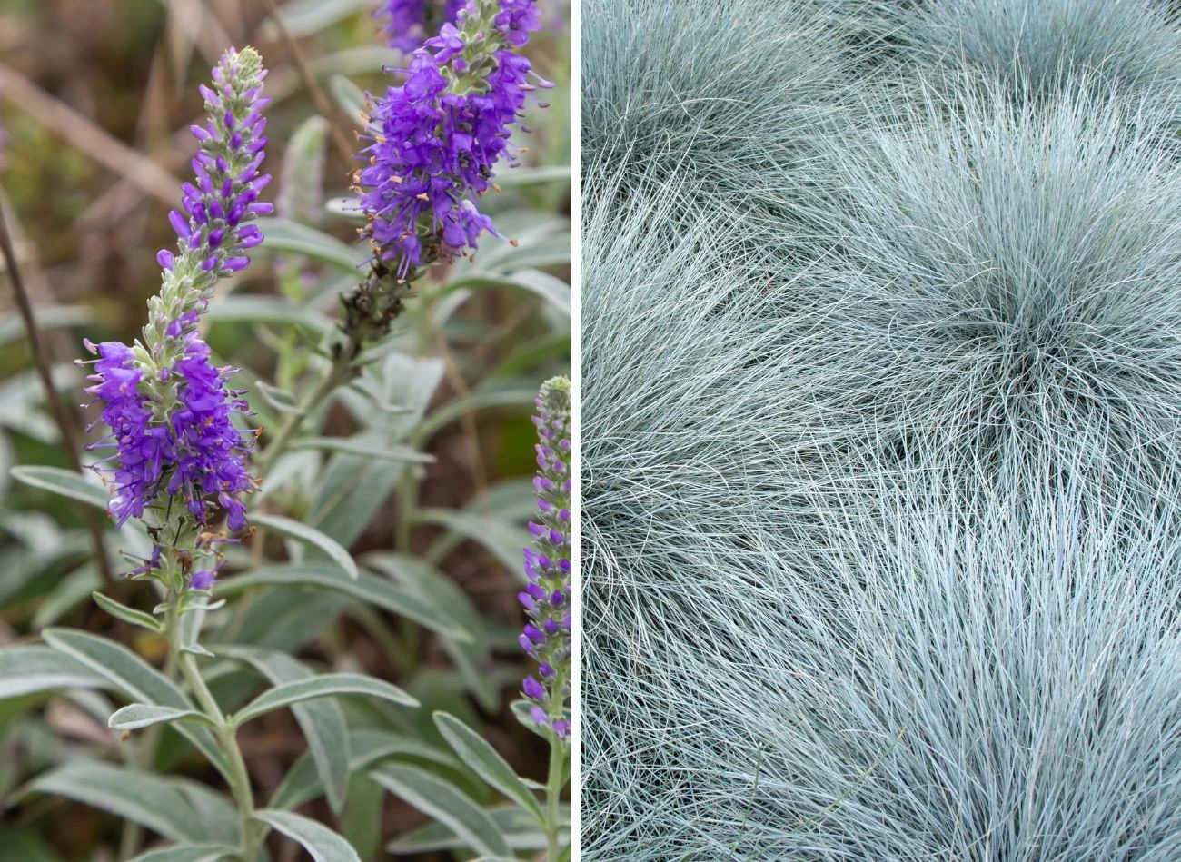 Przetacznika siwego oraz kostrzewę siną nie sposób ominąć wzrokiem