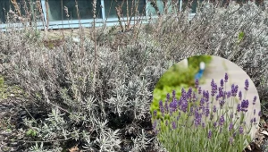 Nie wyrzucaj skorupek jaj — lepiej przygotuj nawóz z ich dodatkiem i ciesz się obfitymi plonami. Sprawdź, w jaki sposób uzyskać sprawdzoną odżywkę do warzyw i roślin w twoim ogrodzie. Fot. Kateryna Kuskova/ Deccoria.pl