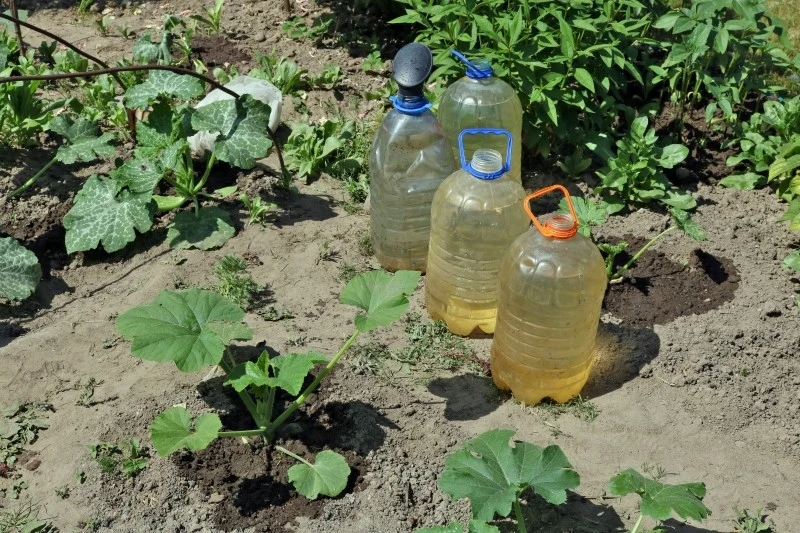 Ogórki wymagają regularnego nawożenia, gdyż są roślinami dość żarłocznymi