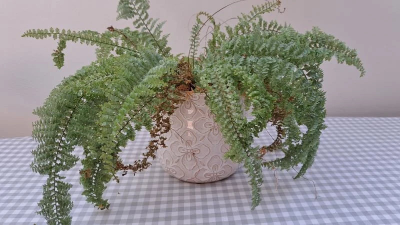 Nieodpowiednio pielęgnowana paprotka błyskawicznie marnieje