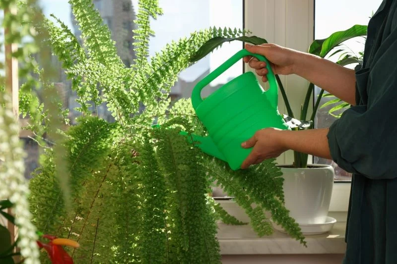 Paprotka nie powinna stać w wodzie