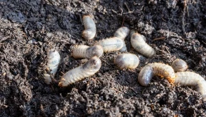 Pędraki żerują w ziemi, żywiąc się systemem korzeniowym roślin, co często doprowadza do ich obumierania.