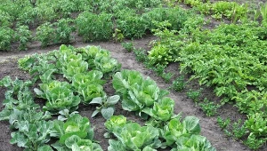 Sprawdź, co posadzić obok kapusty, a jakiego sąsiedztwa powinniśmy unikać.