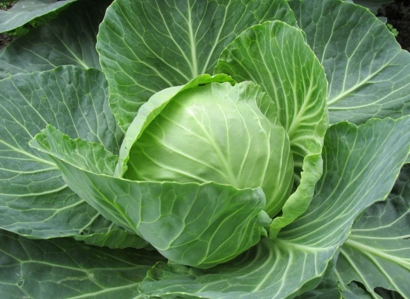 Kapustę możemy uprawiać z bezpośredniego wysiewu do gruntu lub z rozsady