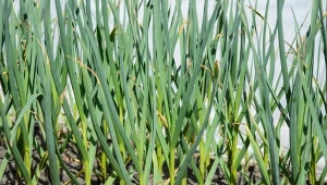 Żółte i usychające końcówki cebuli to mogą mieć dwie przyczyny. For. strelchanka