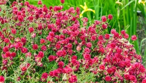 Posłonek ogrodowy występuje w wielu odmianach i kolorach. Nazywany bywa również różą skalną - widziany z daleka do złudzenia przypomina gąszcz miniaturowych różyczek.