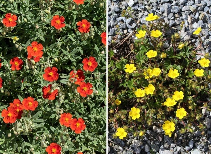 Czerwone i żółte odmiany posłonka o delikatnych płatkach posadzone obok siebie dadzą tęczowy efekt