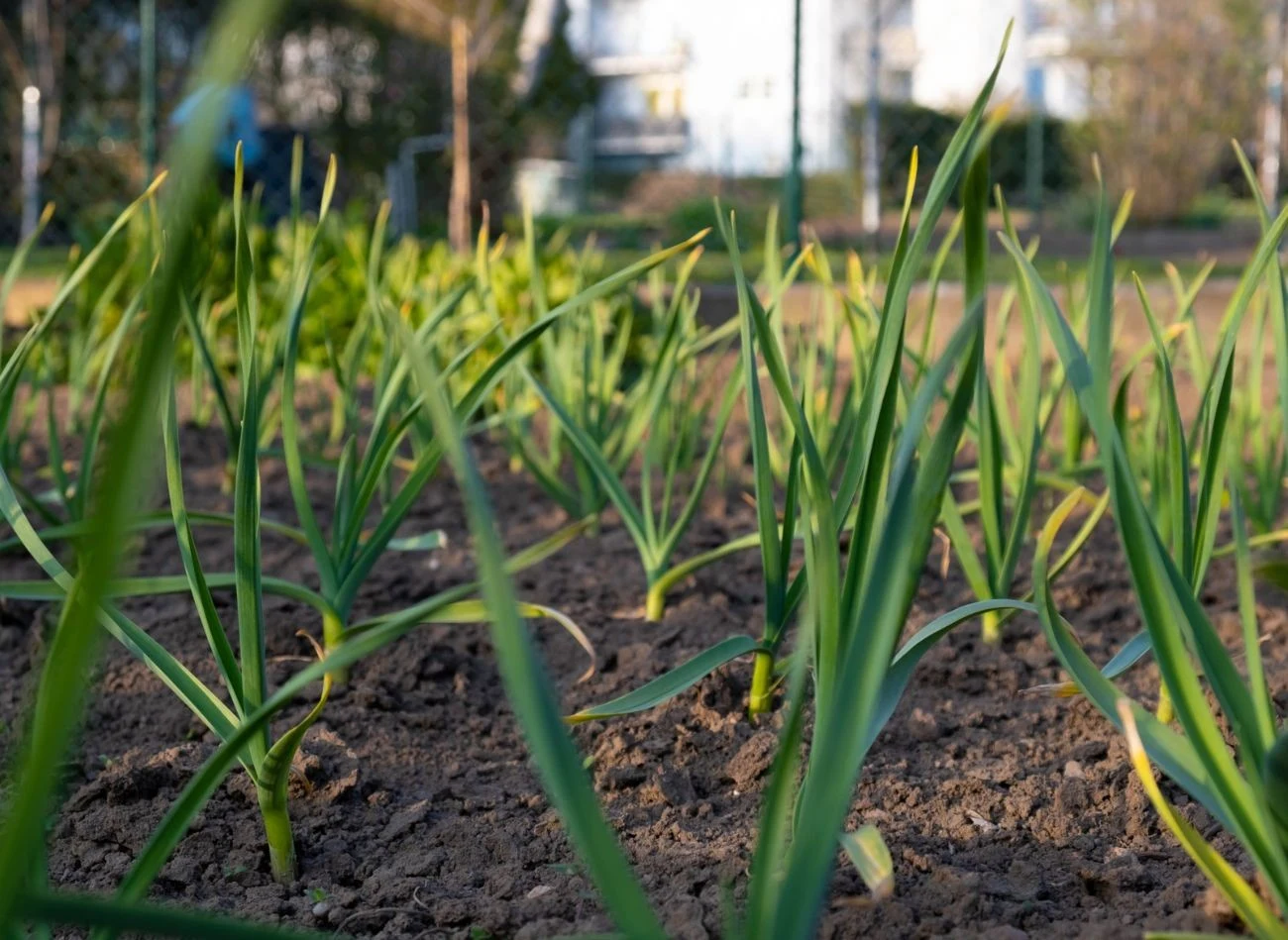 Nawożenie czosnku ozimego, a także cebuli najlepiej wykonać wiosną